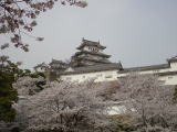 姫路城(旅ニケーション 日本さくらの名所100選)