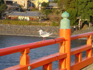 旅ニケーション 京都旅行・京都観光 宇治公園・朝霧橋