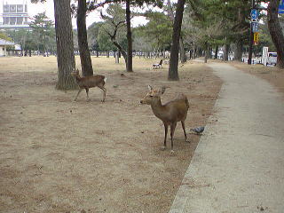 旅ニケーション 奈良旅行・奈良観光 奈良公園の鹿