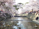 夙川公園(旅ニケーション 日本さくらの名所100選)