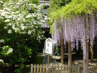 旅ニケーション 奈良旅行・奈良観光 西の京 唐招提寺(瓊花)