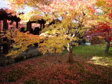 東福寺 紅葉(旅ニケーション 京都旅行)
