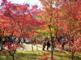 東福寺 紅葉(旅ニケーション 京都旅行)