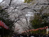 上野公園(旅ニケーション 日本さくらの名所100選)
