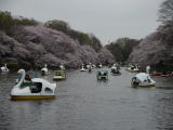 井の頭公園(旅ニケーション 吉祥寺観光)