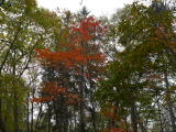 紅葉(旅ニケーション 戸隠旅行)