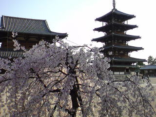 旅ニケーション　奈良旅行・奈良観光　斑鳩　法隆寺の五重塔と金堂と桜