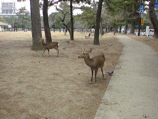 旅ニケーション　奈良旅行・奈良観光　奈良公園の鹿