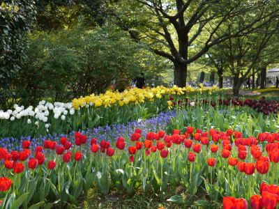 チューリップ（春の昭和記念公園）