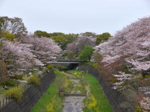 さくら（春の昭和記念公園）