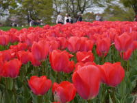 チューリップ（春の昭和記念公園）