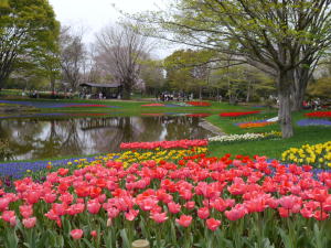 チューリップ（春の昭和記念公園）