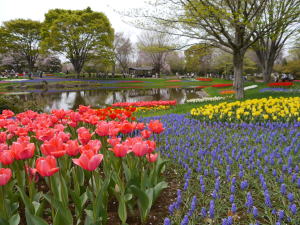 チューリップ（春の昭和記念公園）