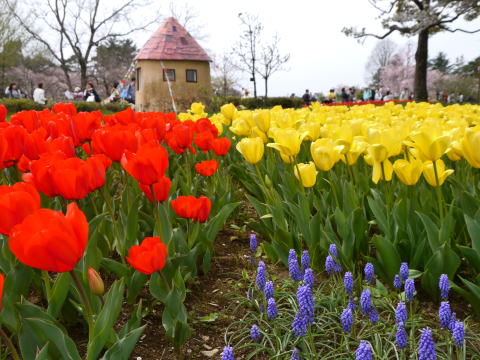 チューリップ（春の昭和記念公園）