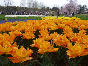 チューリップ（春の昭和記念公園）