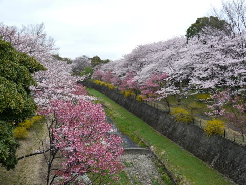 さくら（春の昭和記念公園）