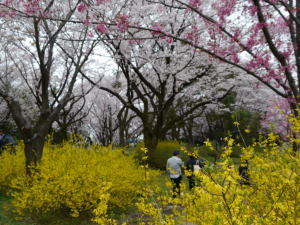 さくら（春の昭和記念公園）