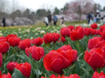 チューリップ（春の昭和記念公園）