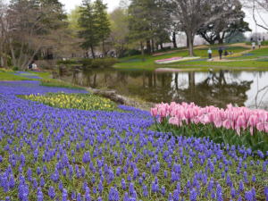 チューリップ（春の昭和記念公園）