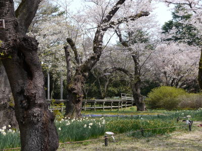 さくら（春の昭和記念公園）