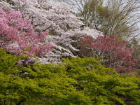 さくら（春の昭和記念公園）