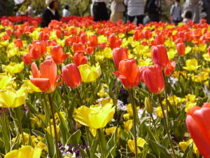 チューリップ（春の昭和記念公園）