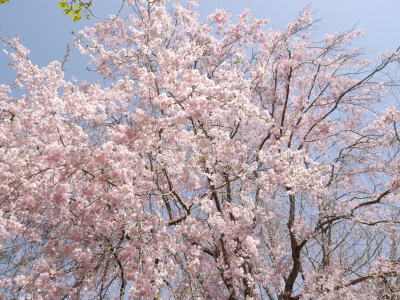 さくら（春の昭和記念公園）