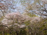 さくら（春の昭和記念公園）