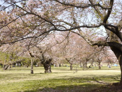 さくら（春の昭和記念公園）