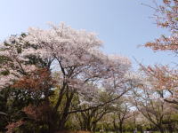 さくら（春の昭和記念公園）