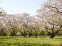 さくら（春の昭和記念公園）