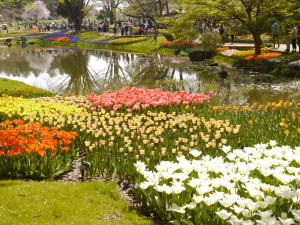 チューリップ（春の昭和記念公園）