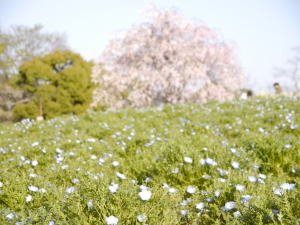 ネモフィラ（春の昭和記念公園）