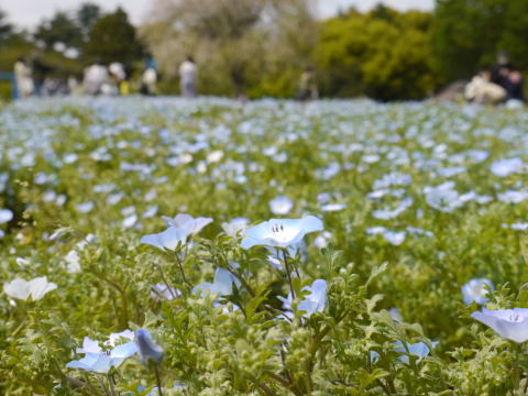 ネモフィラ（春の昭和記念公園）